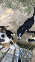 Afternoon at a dog shelter in Amel, Belgium
