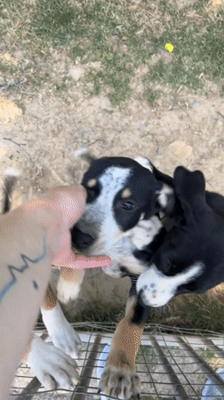 Afternoon at a dog shelter in Amel, Belgium