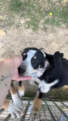 A POV shot shows a person's hand reaching through a metal fence towards several puppies. One puppy, predominantly black with white markings on its face and chest, paws at the fence and looks directly at the camera. Another puppy, partially visible on the left, has brown and black markings and large ears. A third puppy, mostly black with white paws and chest, is also visible behind the first puppy. The ground is dirt and grass, with some dry leaves. The puppies appear to be interacting with the person's hand, showing excitement and curiosity.
