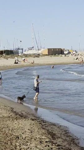 The video shows a beach on a sunny day. People are enjoying the water and sand. A man in a grey shirt, dark shorts, and a baseball cap stands in the shallow water, holding a small dark dog on a leash. He also has a bag slung across his shoulder and appears to be looking at something in his hands. In the background, there are boats, other people on the beach, and a building with a wooden fence. Another person walks in the water without a shirt, and a golden retriever-type dog swims in the water. The tide is calm.