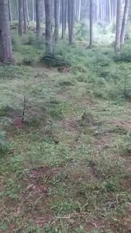 This is a video of a forest floor with moss and small trees. The camera pans slightly left and right as it moves through the forest.
