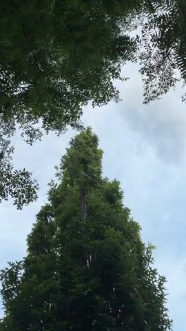 A drone flies past a tall evergreen tree with dark green foliage against a cloudy sky. Lush green leaves frame the top of the shot, obscuring parts of the sky. The drone is visible as a dark, multi-rotor aircraft in the upper right quadrant of the frame, moving from right to left.