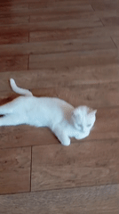 Cats and lizard spotted in residential Baksan, Russia