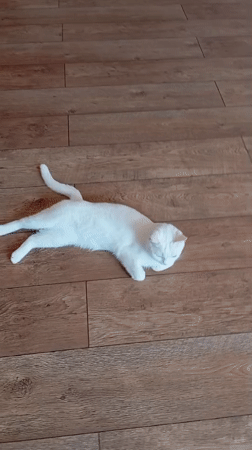 Cats and lizard spotted in residential Baksan, Russia