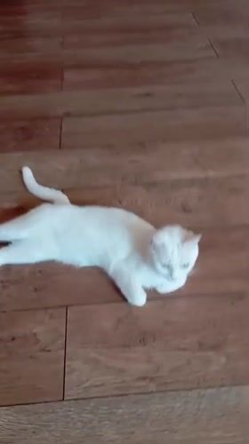 Cats and lizard spotted in residential Baksan, Russia