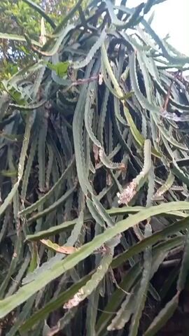 The video shows a close-up, low-angle view of a large, overgrown dragon fruit plant. The plant's thick, green stems hang down in dense, tangled masses, creating a curtain-like effect. Some of the stems are long and ropey, while others are shorter and more compact. The stems have the characteristic serrated edges of dragon fruit cacti. There are a few small, dried-out remnants of what appear to be previous fruit or flower structures scattered among the stems, with some white, dusty residue. In the background, out of focus, there are glimpses of green foliage from other plants and a hint of a wall or fence structure. The lighting suggests it is daytime, possibly overcast or with dappled sunlight. The camera is stationary, and there is no discernible audio.