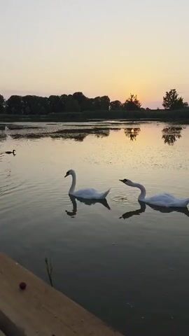 This short video clip captures a serene natural scene at what appears to be dusk or dawn. The primary subjects are two graceful white swans swimming on a calm body of water, their reflections mirroring them perfectly. In the distance, several ducks are also visible, with one swimming closer to the foreground and another in the mid-ground. The background is lined with a dense band of trees, silhouetted against a soft, pale sky that transitions into warmer hues near the horizon, indicating either sunrise or sunset. A faint glow on the horizon suggests the sun is either rising or setting.

The setting is a tranquil lake or pond, bordered by natural vegetation. A wooden dock or pier occupies the lower left of the frame, with a single small red berry visible on its surface, adding a subtle touch of color. The overall atmosphere is peaceful and idyllic, evoking a sense of calm and natural beauty. The gentle ripples on the water suggest a lack of wind, contributing to the stillness of the scene. There is no visible text in the media.