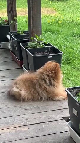 Here's a description of the video:

The video shows a small, fluffy, orange-brown Pomeranian dog lying on a wooden porch or deck. The dog is facing the camera with a slightly tilted head and a calm expression. Behind the dog are several black plastic planters containing small plants, and beyond that, there's green grass and some yellow wildflowers. A wooden support beam is visible on the left side of the frame. The overall lighting suggests it is an overcast day.