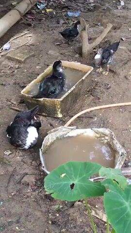 A group of ducks are in a muddy outdoor area. One duck is bathing in a rectangular container filled with dirty water, while another duck sits on the ground nearby, facing the camera with its beak open. Two other ducks are visible in the background, one standing and one walking away. A large green leaf is in the foreground, and there are some discarded items on the ground.