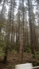 Vehicle drives through dense forest tunnel near Machico, Portugal