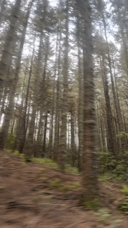 Vehicle drives through dense forest tunnel near Machico, Portugal
