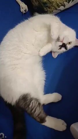 A white cat with a distinctive black marking on its face, resembling a mustache, is lying on its back on a blue surface, possibly a sofa or bed. The cat appears to be grooming itself, with its paw near its mouth. Its tail is partially visible and shows gray markings. In the background, a white electrical plug and a pillow with a floral pattern are visible. The lighting suggests an indoor environment. The cat's eyes are open and it is looking towards the camera.