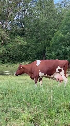 A cow with reddish-brown and white patches stands in a grassy field, its head lowered as it grazes. The cow is facing left, with its udder clearly visible. Behind the cow, lush green trees form a dense backdrop, and a hint of a white fence is visible to the left. The overall scene is one of peaceful rural life.