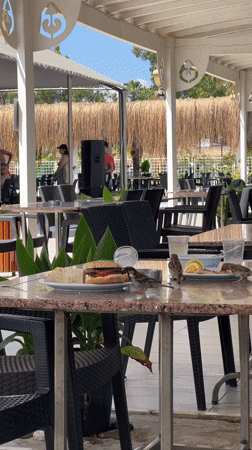 Lunch at a Kemer café, sparrows included