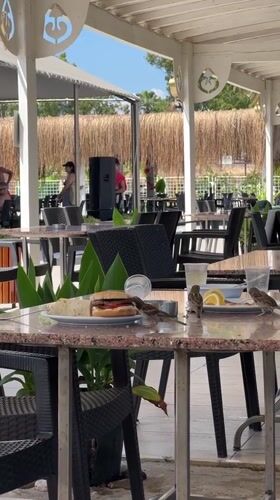 Lunch at a Kemer café, sparrows included