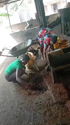 In an indoor workspace, a man in a green shirt squats, using half of a cabbage-like object to gather and place small, dark brown nuts, seemingly from a pile on the concrete floor, into a sack. A woman in a patterned dress stands nearby, also appearing to handle and sort nuts near a metallic machine. A wheelbarrow is visible in the background. The environment is somewhat cluttered and industrial.