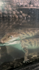 Zoo visitor documents diverse animal exhibits during afternoon tour