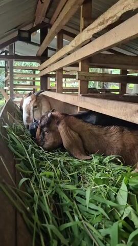 Four goats are in a wooden pen eating grass. Two goats are in the foreground. The goat on the left is brown and tan. The goat on the right is brown with long ears. Two goats are behind them. One is black, and the other is brown and tan. The goats are eating from a wooden trough filled with grass. The pen is made of wood and has a roof. The background is blurry and appears to be trees and foliage.