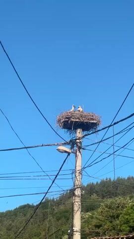 A vertical shot shows a large bird nest constructed on top of a utility pole. The nest is made of twigs and branches and contains at least three young birds. Two of the birds are visible and appear to be stretching their necks and looking around. The pole is surrounded by a dense network of wires, and a street lamp is attached to the pole below the nest. In the background, a clear blue sky is visible above a tree-covered hillside. The overall scene suggests a rural or suburban environment.