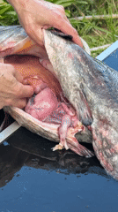 Person cleans large catfish outdoors in Russian town