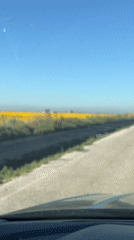 Road trip past sprawling sunflower fields in Menemen, Turkey