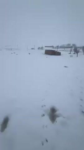 The video shows a snow-covered landscape. There is a plain covered in fresh snow, with visible footprints leading away from the camera. In the distance are a few sparse trees and a small building. As the camera pans to the right, more trees become visible, their branches laden with snow. A coiled black hose is visible on the ground in the foreground, along with a few green objects partially covered in snow. The sky is overcast and gray, indicating ongoing snowfall.
