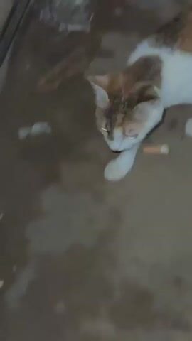 A calico cat with white, brown, and orange patches is seen from a high angle looking down at the ground, with its head lowered as if it is eating or drinking. The cat is positioned on a brown, possibly concrete or dirt surface, which appears damp and has some scattered debris. The lighting suggests it may be indoors or in a shaded outdoor area.
