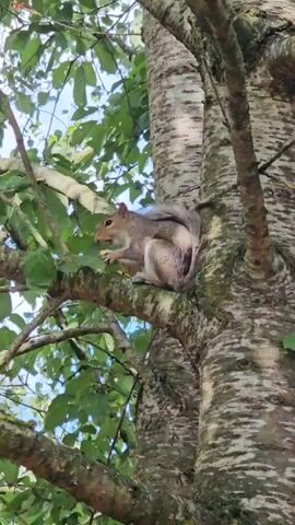 A squirrel is perched on a tree branch, eating. The squirrel is gray with a bushy tail. The tree has light-colored bark and green leaves. The background is a blue sky with some clouds. The camera is positioned below the squirrel, looking up.