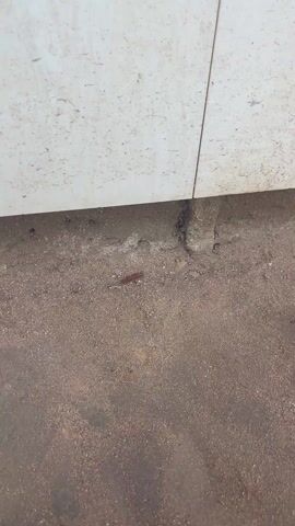 A video begins with a view of a brown dirt floor and a white tiled wall. A millipede crawls across the dirt floor. The camera shifts up to show a white fluffy dog standing on the tiled ledge above the dirt floor, looking down at the millipede. The dog seems to sniff at the millipede’s location. The camera angle returns to the dirt floor and the millipede is still visible, crawling towards the wall. A red cloth is on the tile, next to the dog. The sun casts a shadow on the tiled wall and dirt floor.