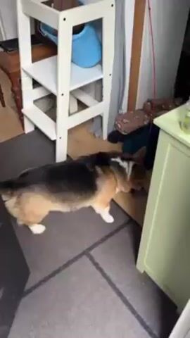 A short video shows a tri-color corgi in an indoor setting. The dog initially holds a toy in its mouth and looks towards the camera. A person, presumably the one filming, says “Do you want to play but we don’t have time.” The dog looks up at the person. The person says “Come.” The dog turns around and moves away from the camera out of the room. A person wearing brown shoes is briefly visible walking behind the dog. The environment includes a white shelving unit, a light green cabinet, a gray rug, and a wooden floor. Outside the doorway, a potted plant and a case of bottles are visible.