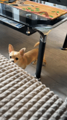 Chihuahua puppy spotted playing around Sofia home