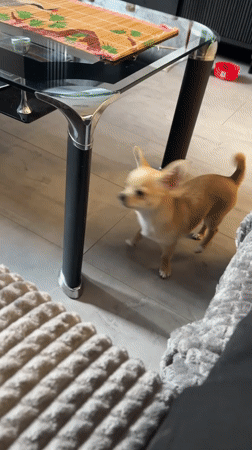 Chihuahua puppy spotted playing around Sofia home