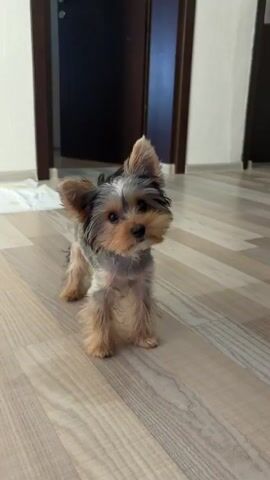 A small Yorkshire Terrier dog stands on a light-colored wood floor. The dog is facing forward with its ears perked up and its tail slightly raised. The dog then begins to run towards the camera, its mouth open as if barking. The background shows a doorway and a wall. The lighting is bright and natural.