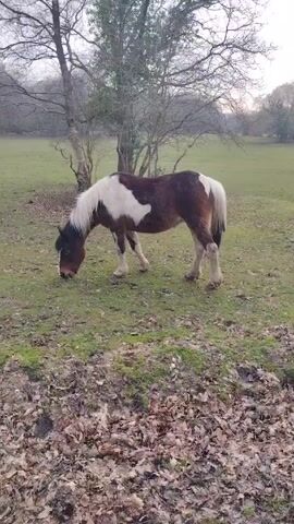 A brown and white pony is grazing in a grassy field with scattered leaves. A bare tree stands nearby, and other trees are visible in the distance. The sky is overcast.