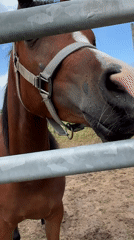 Horses observed in outdoor pen in Ivan Vazovo, Bulgaria