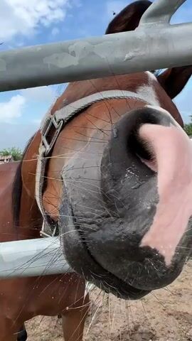 The video opens with a very close-up shot of a brown horse's muzzle, filling the frame. The horse has a distinctive pink muzzle with black patches and visible whiskers, and is wearing a light-colored halter. A grey metal fence bar is horizontally positioned in the immediate foreground.

The camera then pans slightly to the horse's right, revealing its eye and ear, still with the fence bar partially obscuring the view. The horse appears calm and curious, looking towards the camera.

The shot continues to pan upwards and to the right, showing the horse's head from a higher angle and then moving over the fence. This reveals a wider scene: an outdoor horse pasture under a clear blue sky with scattered white clouds. In the background, three other horses are visible. Two brown horses are grazing together, while a white horse is further to the right. The field has patches of green grass and dry earth. In the distance, a utility pole, some buildings (possibly farm structures), and a red tractor can be faintly seen, indicating a rural setting. The weather is bright and sunny. The overall scene depicts a horse farm or stable environment, likely during the daytime, in Ivan Vazovo, Bulgaria. No visible text is present.