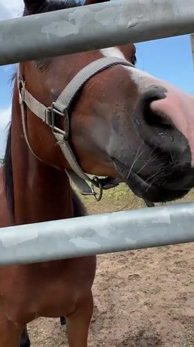Horses observed in outdoor pen in Ivan Vazovo, Bulgaria