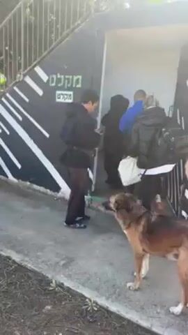 Several people and a dog are entering a bunker. The bunker is marked with the Hebrew words "Miklat Mivrak", which translates to "Lightning Shelter." It's a bright day, and the bunker entrance is painted with black and white stripes. The dog is brown and furry, and it hesitates slightly before entering. One woman stops to pet the dog as they approach the entrance. Several adults and children stand nearby watching the others enter. There is a set of metal stairs leading to an area above the bunker.