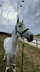 White horse at rest in a Slovak equestrian field