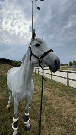 White horse at rest in a Slovak equestrian field