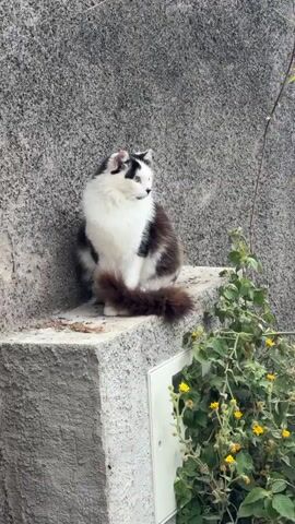 A black and white fluffy cat sits on a concrete ledge next to a wall. A plant with yellow flowers grows beside the ledge. The wall is textured and gray. The cat is looking to the right.