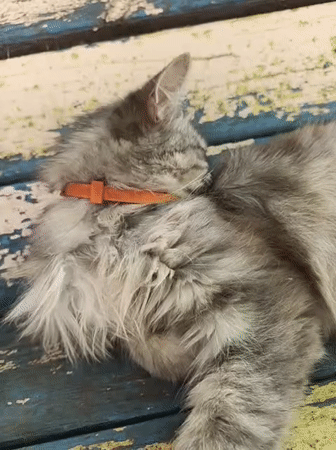 Morning cat and garden blooms captured in Kryvyi Rih