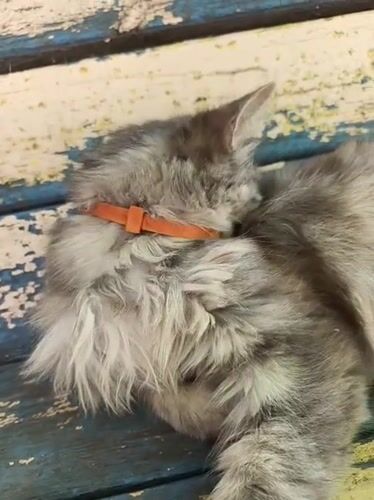 Morning cat and garden blooms captured in Kryvyi Rih