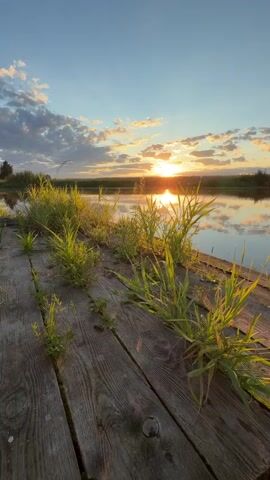 The video begins by focusing on a weathered wooden dock with grass growing between the planks. The camera then pans to a calm body of water reflecting a sunset with colorful clouds. The sun is low on the horizon, casting a warm golden glow across the sky and water. The scene is peaceful and serene, with the sound of gentle ambient noise.