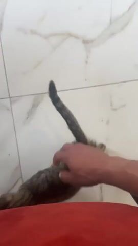 A person's hand is seen petting a tabby kitten on a white tiled floor with marble-like veining. The kitten rolls onto its back, and the hand strokes its belly. The kitten then sits up and the hand pets its back. The kitten stretches and the hand pets its side. The kitten then stands and the hand pets its head.