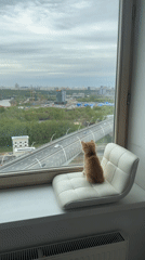 Orange kitten watches city traffic from window in Khimki