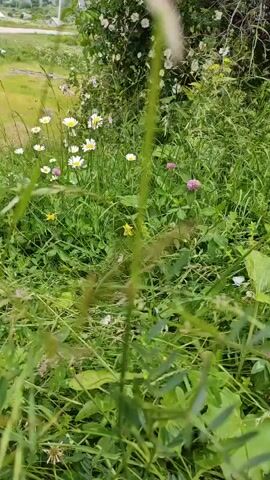 The video shows a close-up view of a grassy field with wildflowers. The camera is positioned low to the ground, giving the impression of being in the midst of the plants. Daisies with white petals and yellow centers are visible, along with small pink clover flowers and a few yellow wildflowers. The grass is lush and green, and some of the plants appear to be slightly swaying, suggesting a gentle breeze. In the background, a blurred outline of what appears to be a fence or structure can be seen, along with a hint of a larger, more distant landscape. The overall impression is one of a natural, undisturbed outdoor setting.