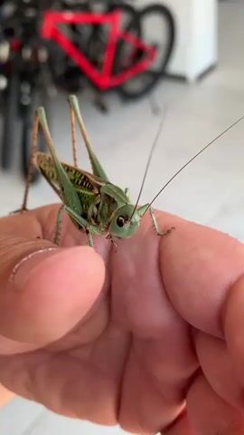 A close-up shot focuses on a green katydid perched on a person's hand. The katydid's antennae extend upwards and outwards, and its large, dark eyes are visible. Its body is primarily green with some brown markings. The person's skin is visible in the foreground, with details like fingerprints and skin texture apparent. In the blurred background, several bicycles are visible, with one prominent red bicycle frame. The lighting suggests an outdoor or well-lit indoor environment. The katydid appears to be stationary for most of the short video clip, with slight movements of its legs and antennae.