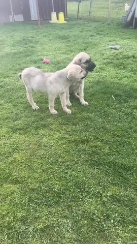Two light-colored puppies are in a grassy area. One puppy is standing and then sits down. The other puppy sniffs at the grass. In the background, there is a metal shed, yellow cones, and a lean-to structure.