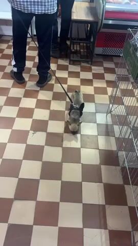 A medium shot shows a small dog on a leash, wearing a black harness. The dog is facing down and appears to be sniffing the floor. The floor is tiled in a checkerboard pattern of brown and tan squares. In the background, the legs of a person wearing dark pants and dark shoes are visible. The person is holding the leash. The scene appears to be indoors, possibly in a building with a tiled floor.